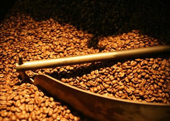 About Coffee Luwak